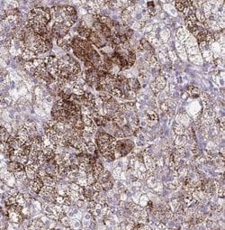 SREBP1 Antibody, Novus Biologicals 25 &mu;L:Antibodies, Polyclonal