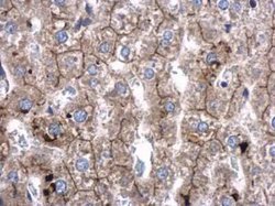 SRGAP2 Antibody, Novus Biologicals 100 &mu;g | Buy Online | Novus Biologicals | Fisher Scientific