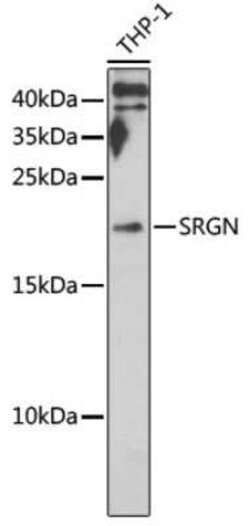 SRGN Antibody - BSA Free, Novus Biologicals 0.02 mL, Unconjugated:Antibodies,