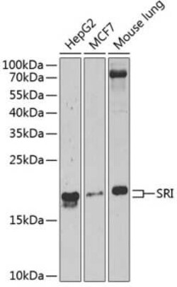 SRI Antibody - BSA Free, Novus Biologicals 0.1 mL; Unconjugated:Antibodies,