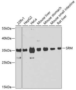 SRM Antibody - BSA Free, Novus Biologicals 0.1 mL; Unconjugated:Antibodies,