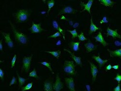 SRP72 Antibody, Novus Biologicals:Antibodies:Primary Antibodies