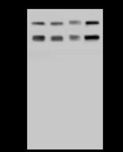 SRP72 Antibody, Novus Biologicals:Antibodies:Primary Antibodies