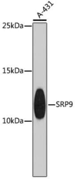SRP9 Antibody - BSA Free, Novus Biologicals 0.02 mL; Unconjugated:Antibodies,