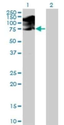 SRPK1 Antibody (6H5), Novus Biologicals 0.1 mg; Unconjugated:Antibodies,