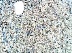 SRPX2 Antibody, Novus Biologicals 100 &mu;g; Unconjugated:Antibodies, Polyclonal