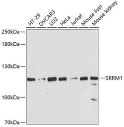 SRRM1 Antibody - Azide and BSA Free, Novus Biologicals 0.02 mL; Unconjugated:Antibodies,