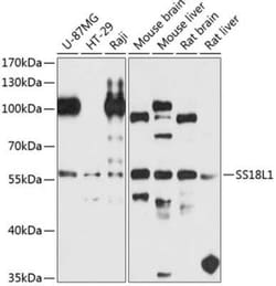 SS18L1 Antibody - BSA Free, Novus Biologicals:Antibodies:Primary Antibodies