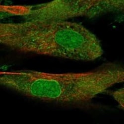 SSC5D Rabbit anti-Human, Polyclonal, Novus Biologicals 25 &mu;g | Buy Online | Novus Biologicals | Fisher Scientific