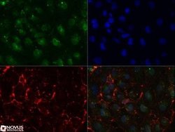 SSEA-1 Antibody (MC-480) - Azide and BSA Free, Novus Biologicals 0.1 mL;