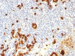 SSEA-1 Antibody (FUT4/815 + BRA-4F1), Novus Biologicals:Antibodies:Primary