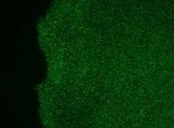 SSEA-3 Antibody (MC-631) - Azide and BSA Free, Novus Biologicals 0.1 mL;