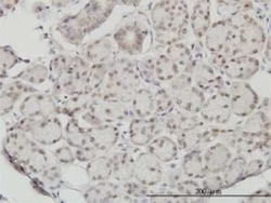 SSH3 Antibody (6F9), Novus Biologicals 0.1 mg; Unconjugated:Antibodies,