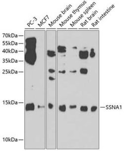 SSNA1 Antibody - BSA Free, Novus Biologicals 0.02 mL; Unconjugated:Antibodies,