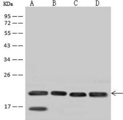 SSR3 Antibody, Novus Biologicals:Antibodies:Primary Antibodies