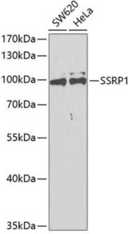 SSRP1 Antibody - Azide and BSA Free, Novus Biologicals 0.02 mL; Unconjugated:Antibodies,