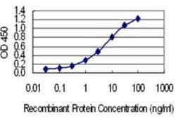 SSX4 Antibody (3E10), Novus Biologicals 0.1 mg, Unconjugated:Antibodies,