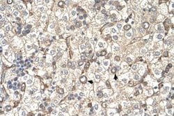 ST3GAL4 Antibody, Novus Biologicals ST3GAL4 Antibody; Unconjugated; 100