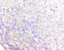 ST3GAL4 Antibody - BSA Free, Novus Biologicals 0.1 mL; Unconjugated:Antibodies,