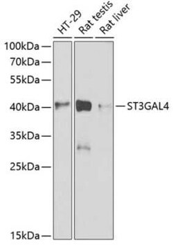 ST3GAL4 Antibody - BSA Free, Novus Biologicals 0.02 mL; Unconjugated:Antibodies,