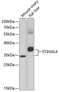 ST3GAL4 Antibody - BSA Free, Novus Biologicals 0.1 mL; Unconjugated:Antibodies,