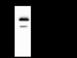 ST6 GalNAc alpha-2,6-sialyltransferaseV/ST6GALNAC5 Antibody, Novus Biologicals