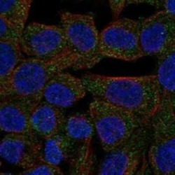 STAC2 Rabbit anti-Human, Polyclonal, Novus Biologicals:Antibodies:Primary