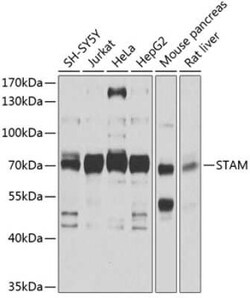 STAM-1 Antibody - BSA Free, Novus Biologicals 0.02 mL; Unconjugated:Antibodies,