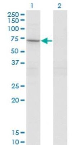 STAM2 Antibody (1A10), Novus Biologicals 0.1 mg | Buy Online | Novus Biologicals | Fisher Scientific