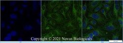 STARD10 Antibody - BSA Free, Novus Biologicals:Antibodies:Primary Antibodies