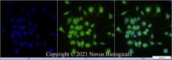 STARD10 Antibody - BSA Free, Novus Biologicals:Antibodies:Primary Antibodies