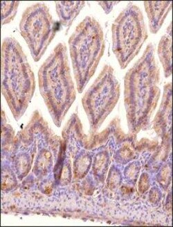 STARD10 Antibody - BSA Free, Novus Biologicals:Antibodies:Primary Antibodies