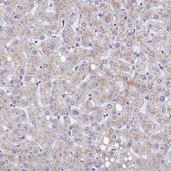 STARD13 Antibody, Novus Biologicals:Antibodies:Primary Antibodies