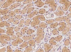 STARD5 Antibody, Novus Biologicals:Antibodies:Primary Antibodies
