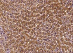 STARD5 Antibody, Novus Biologicals:Antibodies:Primary Antibodies