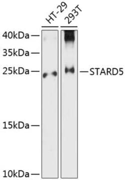 STARD5 Antibody - Azide and BSA Free, Novus Biologicals 0.02 mL; Unconjugated:Antibodies,