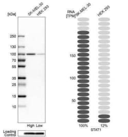 STAT1 Antibody, Novus Biologicals 25 &mu;L | Buy Online | Novus Biologicals | Fisher Scientific