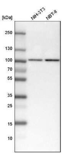 STAT1 Antibody, Novus Biologicals 25 &mu;L | Buy Online | Novus Biologicals | Fisher Scientific