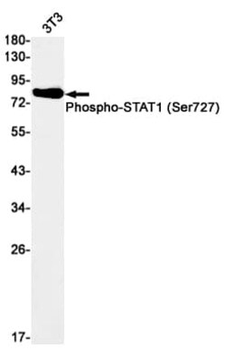STAT1, p Ser727 Antibody (S09-2G9), Novus Biologicals 50 &mu;g; Unconjugated:Antibodies,