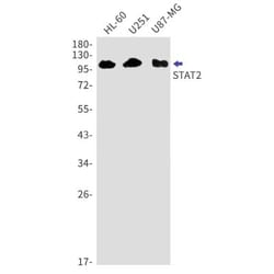 STAT2 Antibody (S01-2F6), Novus Biologicals 50 &mu;g; Unconjugated:Antibodies,