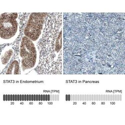 STAT3 Antibody (CL0492), Novus Biologicals 25 &mu;L, Unconjugated:Antibodies,