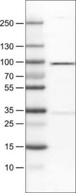 STAT3 Antibody (CL0492), Novus Biologicals 25 &mu;L, Unconjugated:Antibodies,