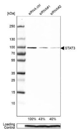 STAT3 Antibody (CL0492), Novus Biologicals 25 &mu;L, Unconjugated:Antibodies,