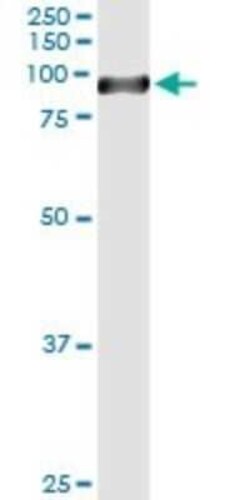 STAT4 Antibody (1C2-1C12), Novus Biologicals 0.1 mg | Buy Online | Novus Biologicals | Fisher Scientific