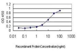 STAT4 Antibody (1C2-1C12), Novus Biologicals 0.1 mg | Buy Online | Novus Biologicals | Fisher Scientific