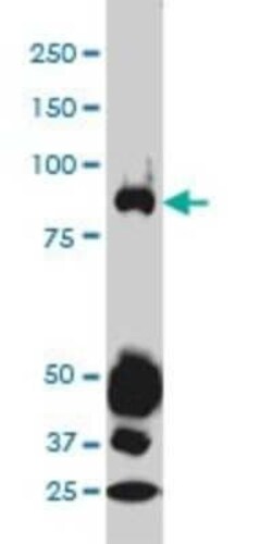 STAT4 Antibody (1C2-1C12), Novus Biologicals 0.1 mg | Buy Online | Novus Biologicals | Fisher Scientific