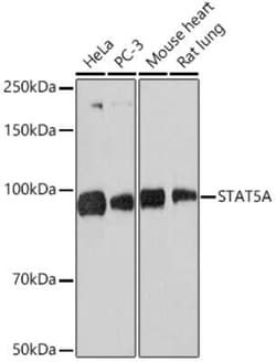 STAT5a/b Rabbit anti-Human, Mouse, Rat, Clone: 3J2A2, Novus Biologicals:Antibodies:Primary