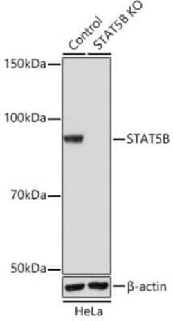 STAT5b Rabbit anti-Human, Mouse, Rat, Clone: 6P5T0, Novus Biologicals:Antibodies:Primary