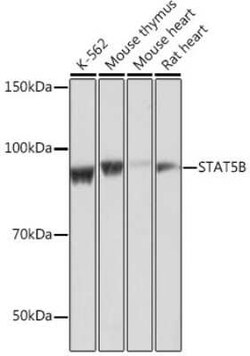 STAT5b Rabbit anti-Human, Mouse, Rat, Clone: 6P5T0, Novus Biologicals:Antibodies:Primary