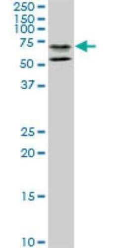 STAU2 Antibody (3E9), Novus Biologicals 0.1 mg | Buy Online | Novus Biologicals | Fisher Scientific